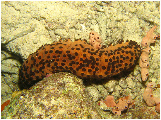  Isostichopus badionotus (Three-rowed Sea Cucumber, Chocolate Chip Cucumber)